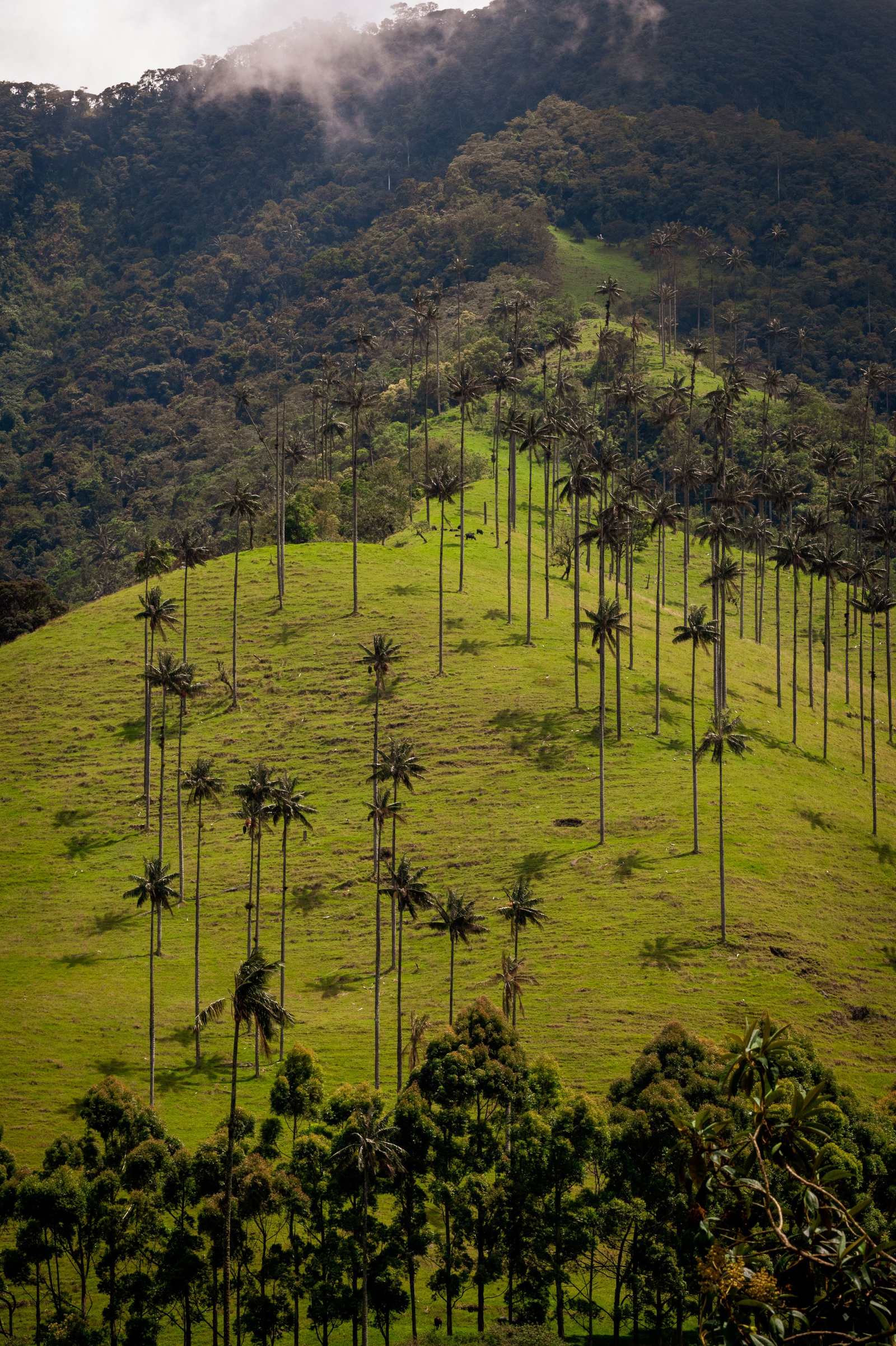 Dolina Cocora - wysokie palmy woskowe na zielonym zboczu, we mgle.
